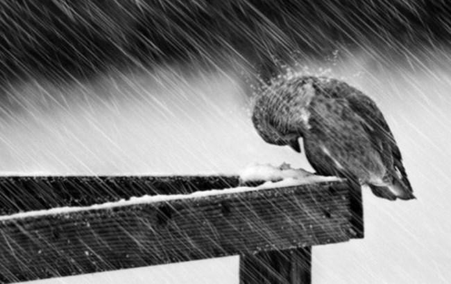 &quot;Мокрий&quot; початок тижня: синоптики уточнили прогноз погоди на 19 листопада